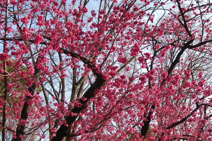 Cherry Blossom Highlights, Asakusa, Ueno & Meiji Shrine — photo 4