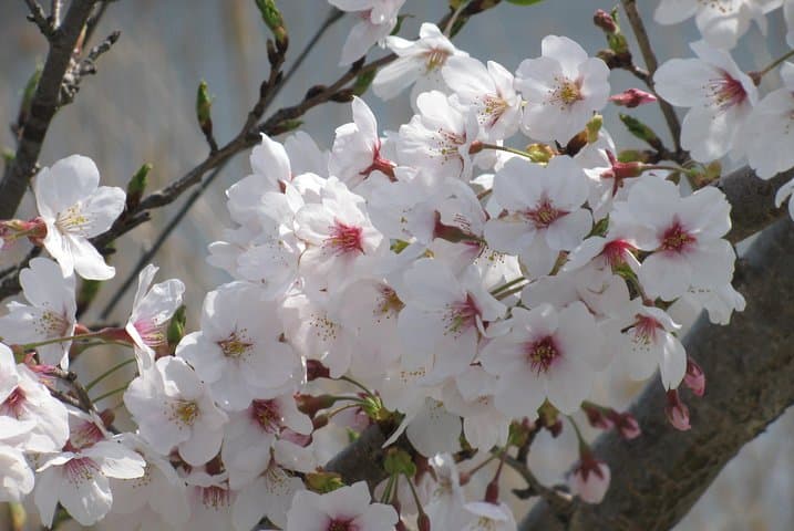 Cherry Blossom Highlights, Asakusa, Ueno & Meiji Shrine — photo 6