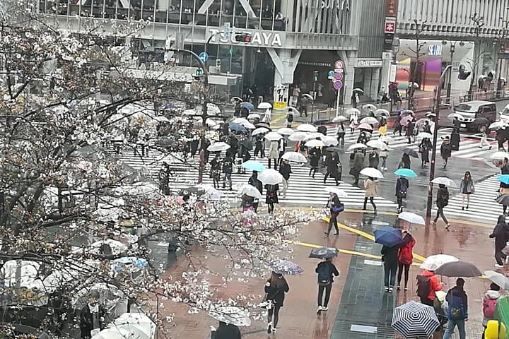 Cherry Blossom Highlights, Asakusa, Ueno & Meiji Shrine — photo 8