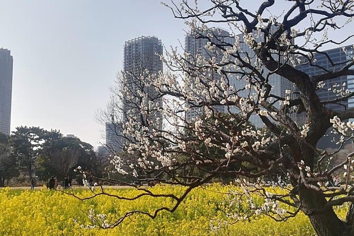 Cherry Blossom Highlights, Hamarikyu, Asakusa and Meiji Shrine — photo 5