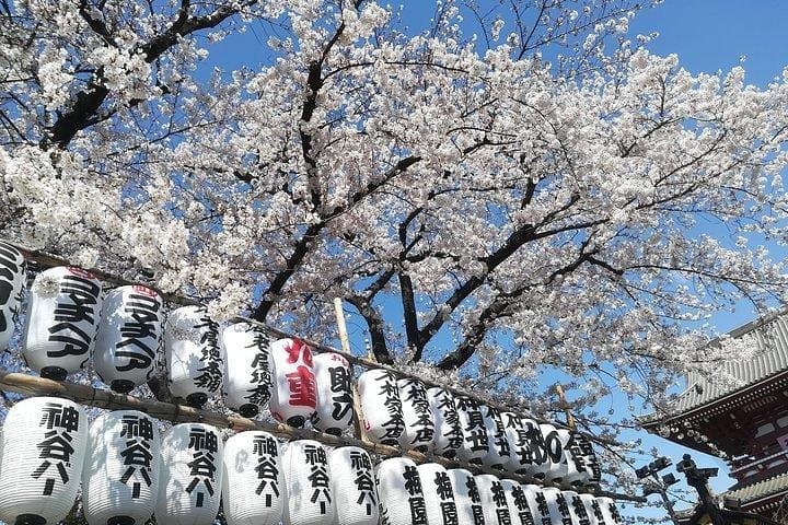 Cherry Blossom Highlights, Asakusa, Ueno, Imperial Palace Garden — photo 3