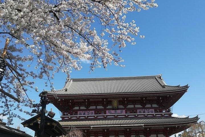 Cherry Blossom Highlights, Asakusa, Ueno, Imperial Palace Garden — photo 5