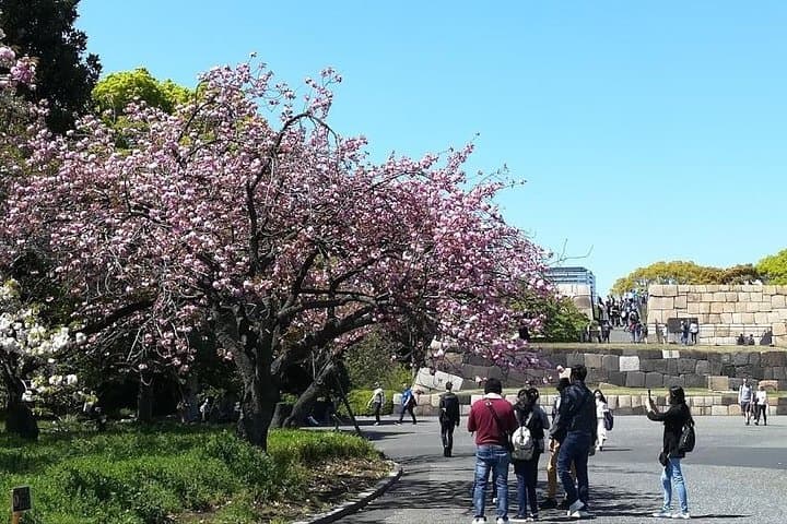 Cherry Blossom Highlights, Asakusa, Ueno, Imperial Palace Garden — photo 4