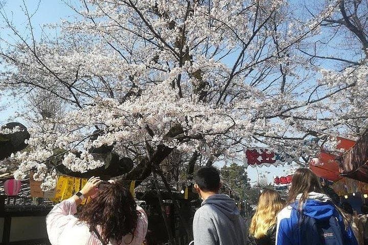 Cherry Blossom Highlights, Asakusa, Ueno, Imperial Palace Garden — photo 6