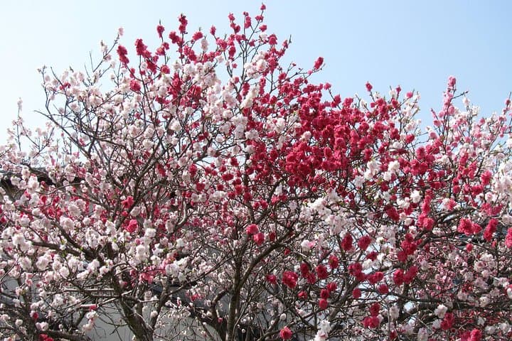 Tokyo Cherry Blossom Highlights: Asakusa, Ueno, and Yanaka — photo 3