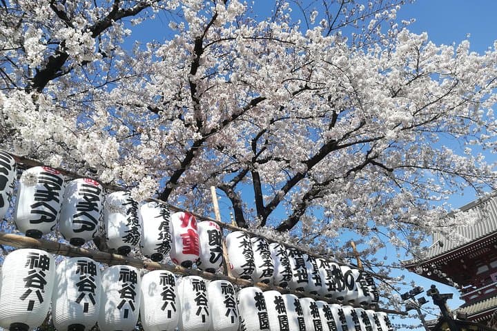 Tokyo Cherry Blossom Highlights: Asakusa, Ueno, and Yanaka — photo 4