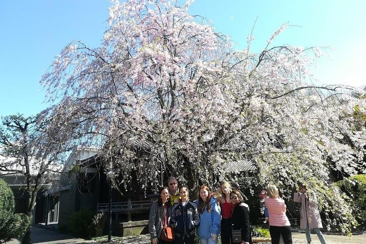 Tokyo Cherry Blossom Highlights: Asakusa, Ueno, and Yanaka — photo 1