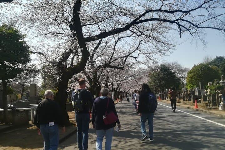Tokyo Cherry Blossom Highlights: Asakusa, Ueno, and Yanaka — photo 5