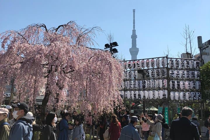 Best of Tokyo Private Custom Tour: Tsukiji, Asakusa & Meiji-jingu — photo 13