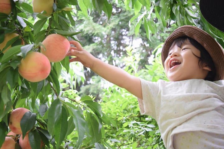 Sunflower Fields Day Trip with Peach Picking from Tokyo — photo 3