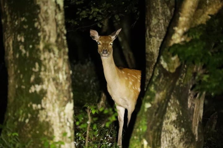 Wildlife Night Drive in Nagano, Japan — photo 2