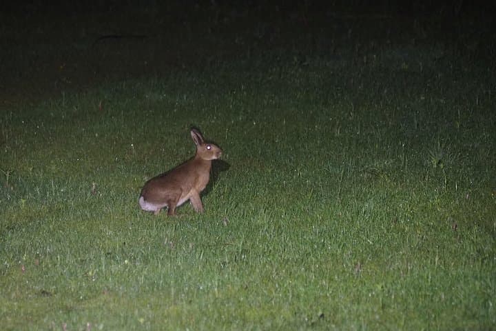 Wildlife Night Drive in Nagano, Japan — photo 3