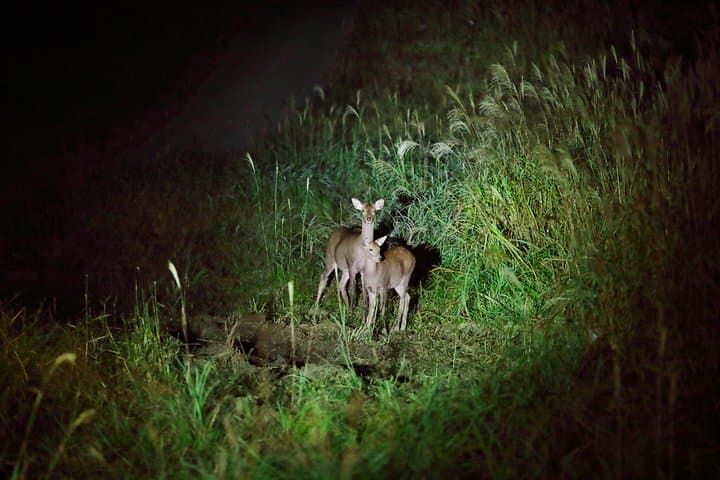 Wildlife Night Drive in Nagano, Japan — photo 6
