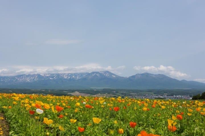 A Relaxing Day for Furano, Biei Blue Pond& Local Curry Lunch in Hokkaido! — photo 9