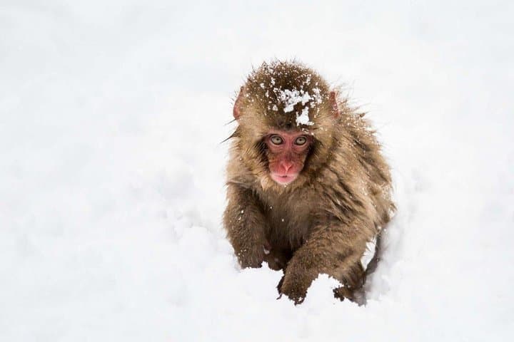 1-Day Winter Tour From Nozawa Onsen: Snow Monkeys, Zenko-ji Temple & Sake — photo 7