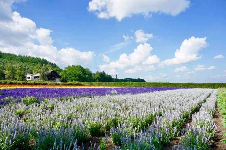 Hokkaido Highlights of Flower Blossom, Asahiyama Zoo& Blue pond「Aoi-ike」! — photo 8