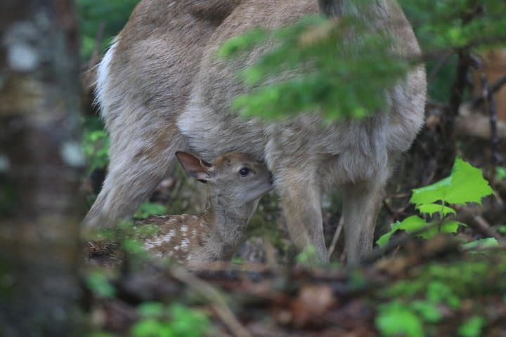 Furepe Waterfall Nature Walk — photo 3