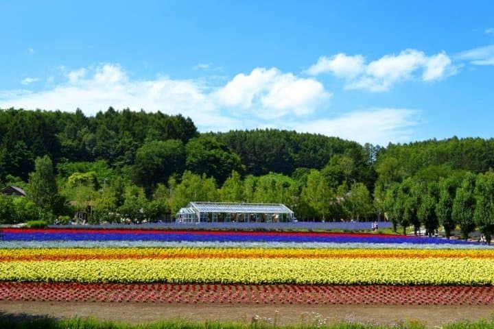 Hokkaido Highlights of Flower Blossom, Asahiyama Zoo& Blue pond「Aoi-ike」! — photo 13