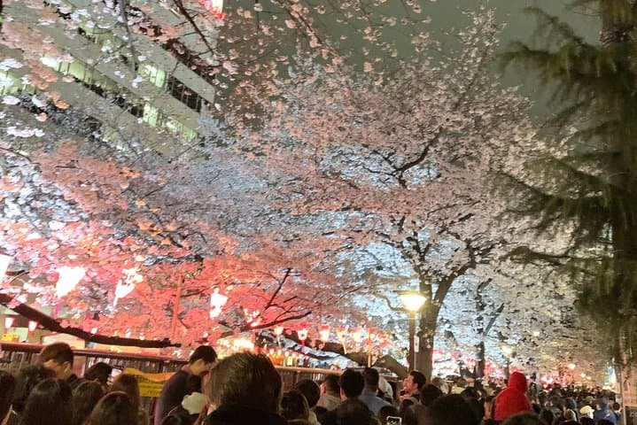 Best of Tokyo Private Custom Tour: Tsukiji, Asakusa & Meiji-jingu — photo 15
