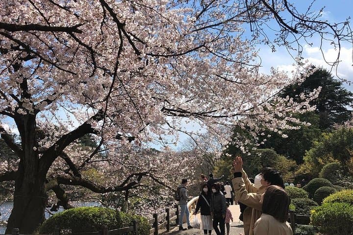 Best of Tokyo Private Custom Tour: Tsukiji, Asakusa & Meiji-jingu — photo 16