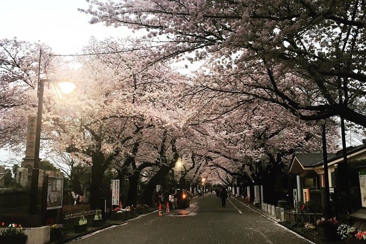 Best of Tokyo Private Custom Tour: Tsukiji, Asakusa & Meiji-jingu — photo 17