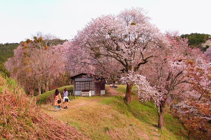 Nara Private Customizable Half Day Tour — photo 4