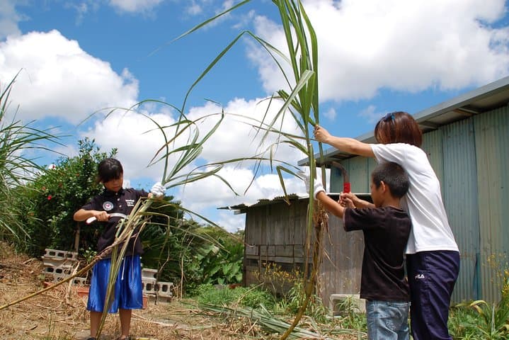 Sugarcane cutting experience with Okinawa's grandfather — photo 3