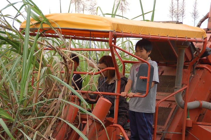 Sugarcane cutting experience with Okinawa's grandfather — photo 9