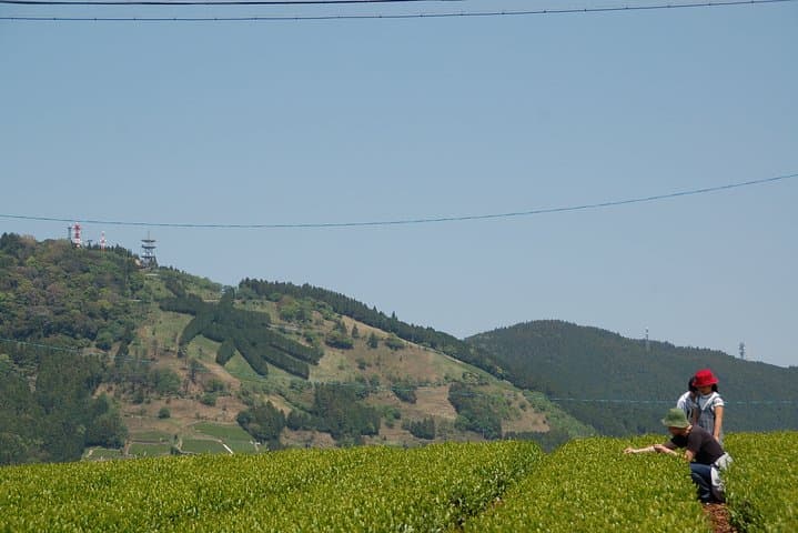 Experience tea picking with a tea farmer, and tempura lunch with picked tea leaves