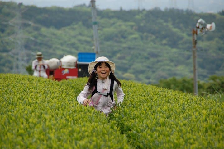 Experience tea picking with a tea farmer, and tempura lunch with picked tea leaves — photo 2