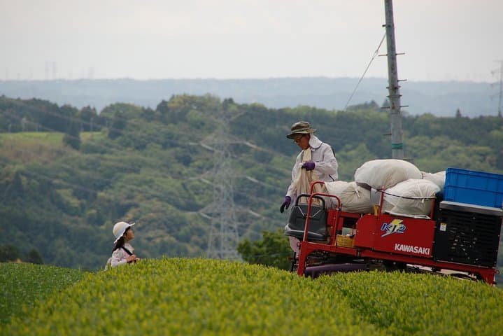 Experience tea picking with a tea farmer, and tempura lunch with picked tea leaves — photo 3