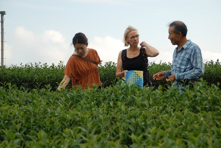 Experience tea picking with a tea farmer, and tempura lunch with picked tea leaves — photo 5