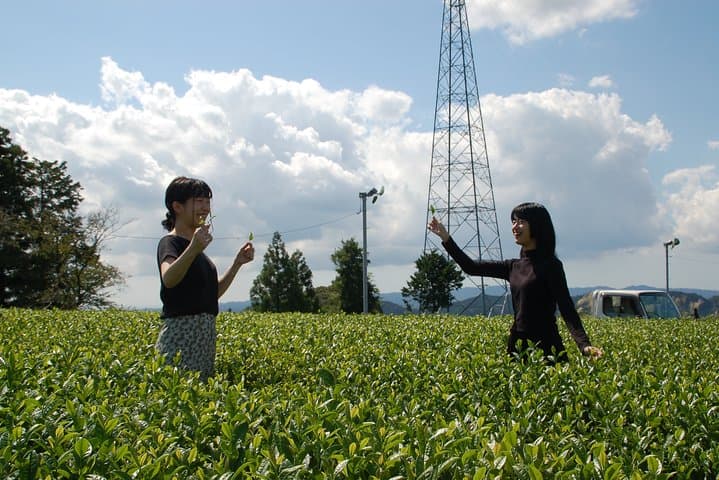 Experience tea picking with a tea farmer, and tempura lunch with picked tea leaves — photo 6