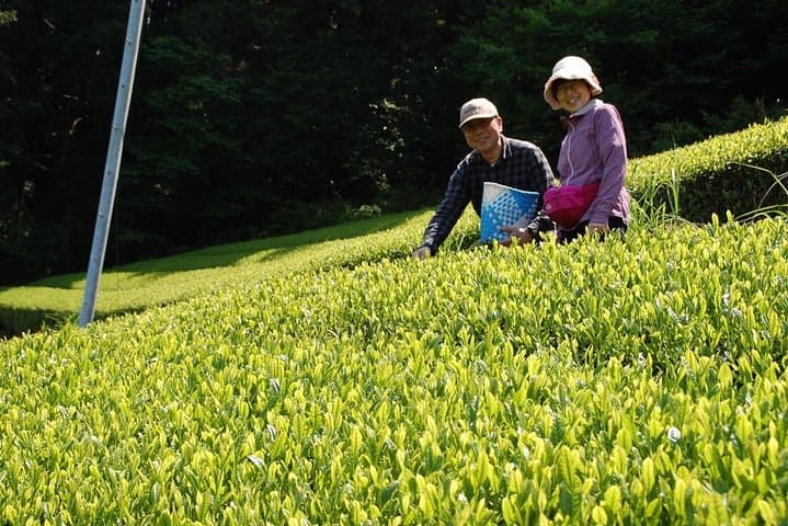 Experience tea picking with a tea farmer, and tempura lunch with picked tea leaves — photo 7