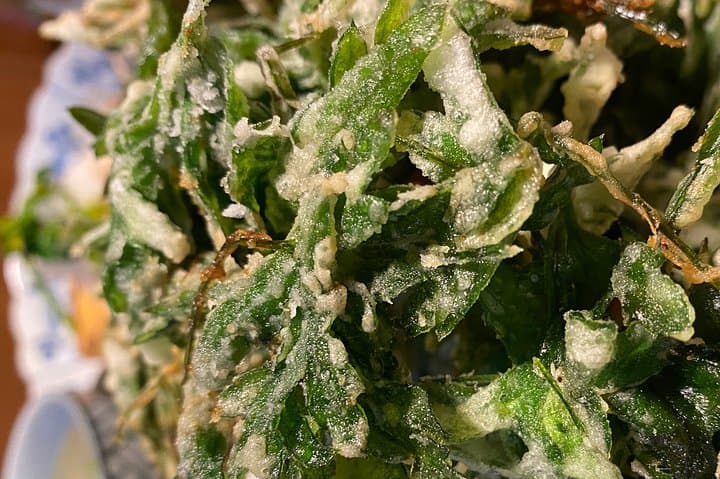 Experience tea picking with a tea farmer, and tempura lunch with picked tea leaves — photo 9