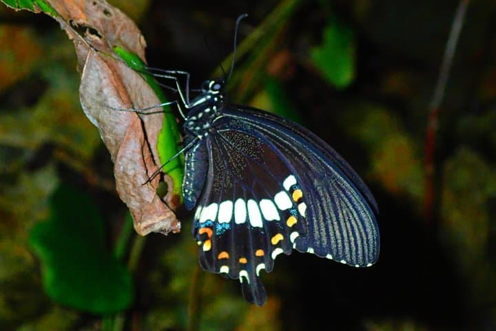Miyako Island Night Tour Jungle Adventure Stargazing and Wildlife — photo 19