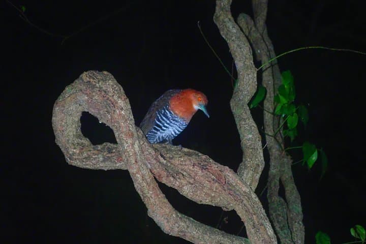 Miyako Island Night Tour Jungle Adventure Stargazing and Wildlife — photo 14