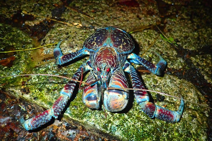Miyako Island Night Tour Jungle Adventure Stargazing and Wildlife — photo 18