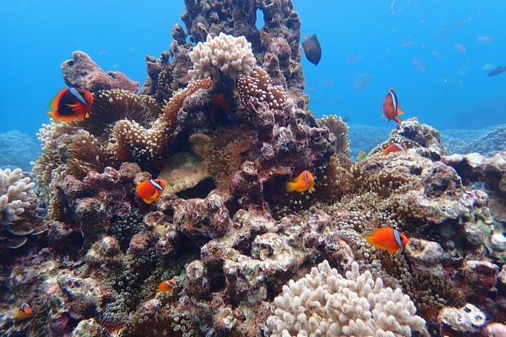 Okinawa Miyako 3set Beach SUP, Snorkeling,Pumpkin Cave,Canoeing — photo 9