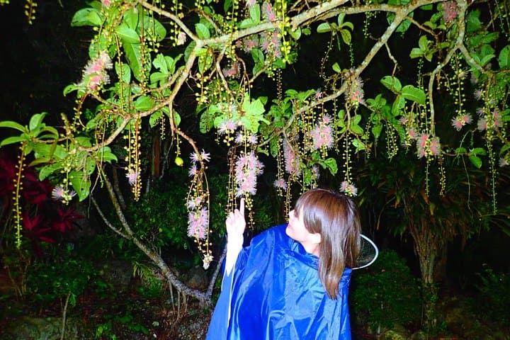 Okinawa Ishigaki Sagaribana Watching Tour June to August only — photo 4