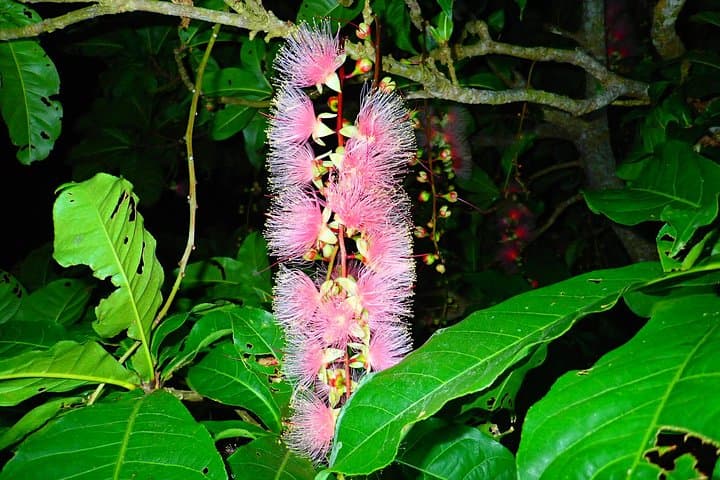 Okinawa Iriomote Island Night Viewing Sagaribana, a Phantom Flower Overnight (June-August only) — photo 7