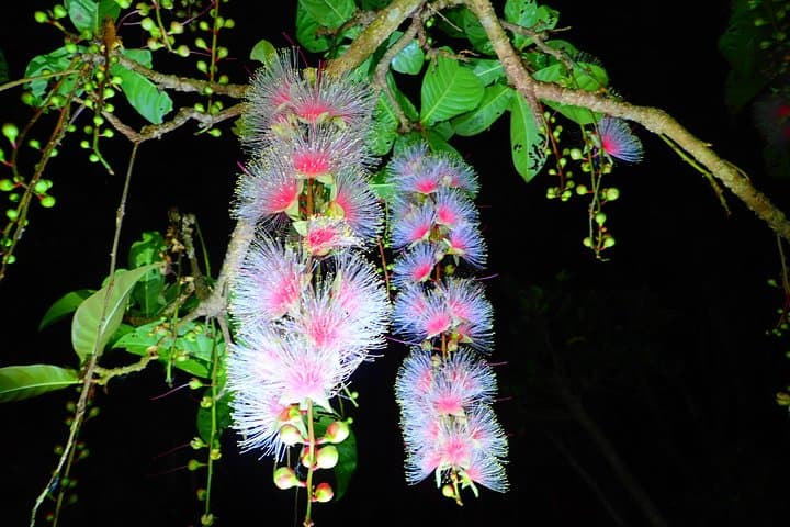 Okinawa Iriomote Island Night Viewing Sagaribana, a Phantom Flower Overnight (June-August only) — photo 8