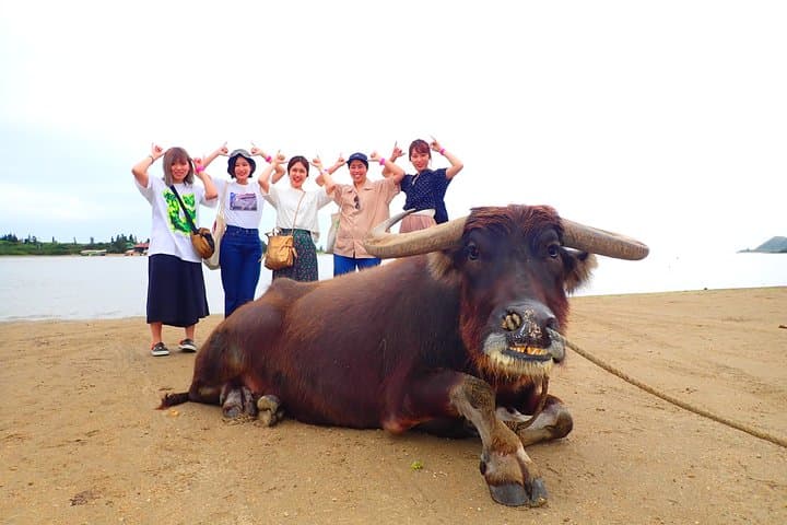 Okinawa Iriomote SUP or Canoe and Sightseeing in Yubujima Island — photo 6