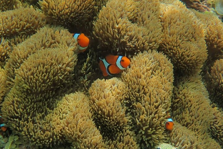 Iriomote Island 1-Day Snorkeling & Mangrove SUP or Canoe — photo 11
