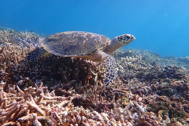Iriomote Island 1-Day Snorkeling & Mangrove SUP or Canoe — photo 7