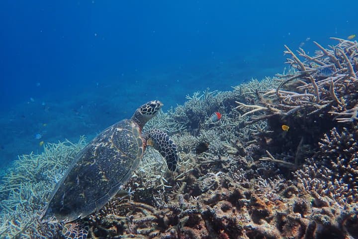Iriomote Island 1-Day Snorkeling & Mangrove SUP or Canoe — photo 5