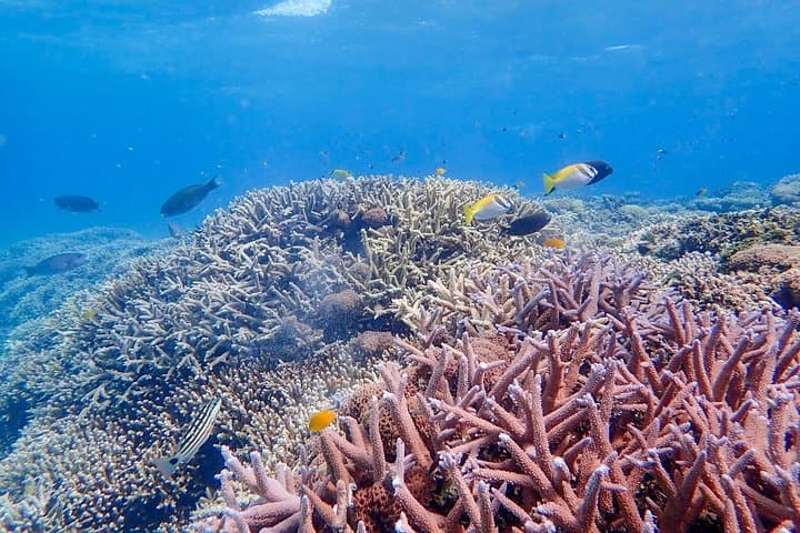 Iriomote Island 1-Day Snorkeling & Mangrove SUP or Canoe — photo 9