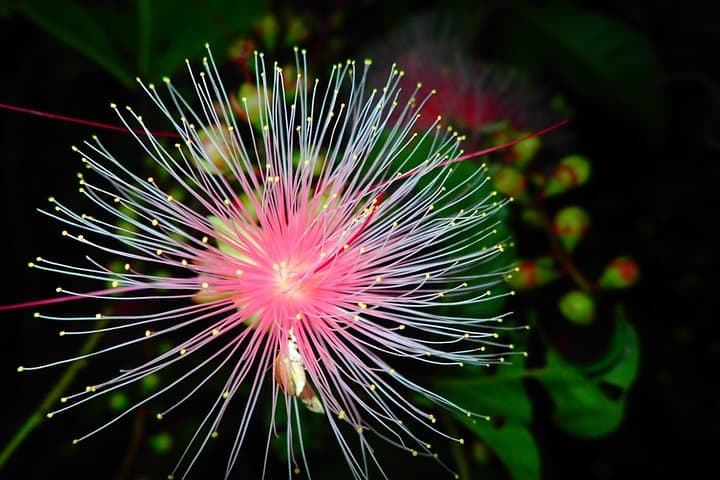 Okinawa Iriomote Island Night Viewing Sagaribana, a Phantom Flower Overnight (June-August only) — photo 5