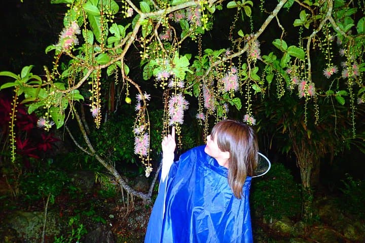 Okinawa Iriomote Island Night Viewing Sagaribana, a Phantom Flower Overnight (June-August only) — photo 4