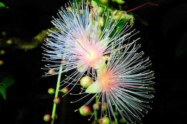 Okinawa Iriomote Island Night Viewing Sagaribana, a Phantom Flower Overnight (June-August only) — photo 9